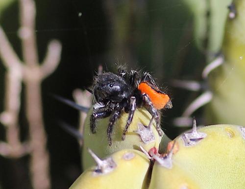 Philaeus chrysops